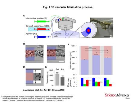 Fig. 1 3D vascular fabrication process.