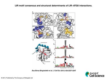 LIR motif consensus and structural determinants of LIR–ATG8 interactions. LIR motif consensus and structural determinants of LIR–ATG8 interactions. (A)