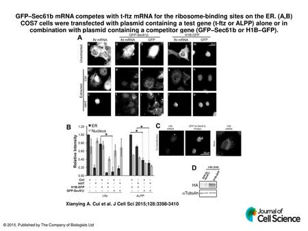 GFP–Sec61b mRNA competes with t-ftz mRNA for the ribosome-binding sites on the ER. (A,B) COS7 cells were transfected with plasmid containing a test gene.