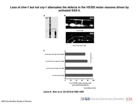 Loss of chw-1 but not crp-1 attenuates the defects in the VD/DD motor neurons driven by activated SAX-3. Loss of chw-1 but not crp-1 attenuates the defects.