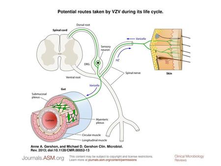 Potential routes taken by VZV during its life cycle.