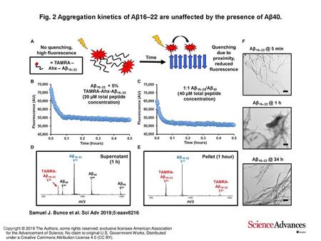 Aggregation kinetics of Aβ16–22 are unaffected by the presence of Aβ40