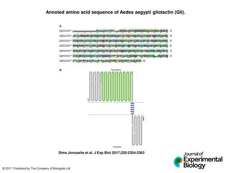 Annoted amino acid sequence of Aedes aegypti gliotactin (Gli).