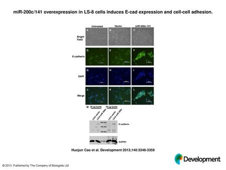 MiR-200c/141 overexpression in LS-8 cells induces E-cad expression and cell-cell adhesion. miR-200c/141 overexpression in LS-8 cells induces E-cad expression.