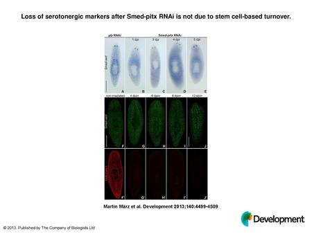 Loss of serotonergic markers after Smed-pitx RNAi is not due to stem cell-based turnover. Loss of serotonergic markers after Smed-pitx RNAi is not due.