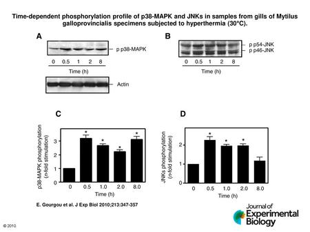 Time-dependent phosphorylation profile of p38-MAPK and JNKs in samples from gills of Mytilus galloprovincialis specimens subjected to hyperthermia (30°C).