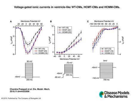 Voltage-gated ionic currents in ventricle-like WT-CMs, HCMT-CMs and HCMM-CMs. Voltage-gated ionic currents in ventricle-like WT-CMs, HCMT-CMs and HCMM-CMs.