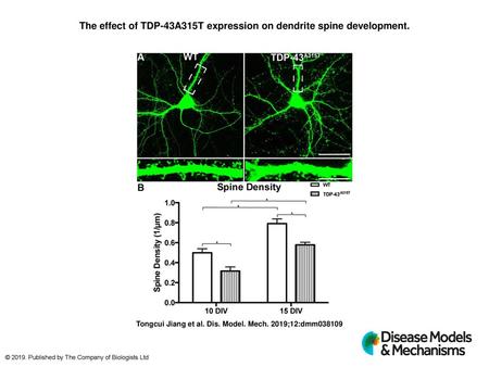 The effect of TDP-43A315T expression on dendrite spine development.