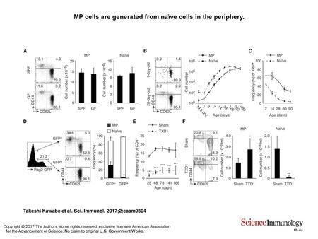 MP cells are generated from naïve cells in the periphery.