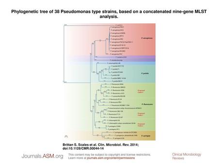 Phylogenetic tree of 38 Pseudomonas type strains, based on a concatenated nine-gene MLST analysis. Phylogenetic tree of 38 Pseudomonas type strains, based.