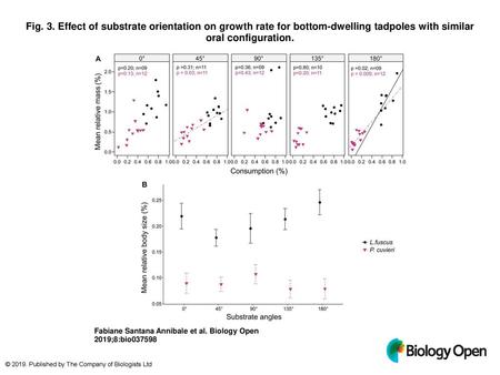 Fig. 3. Effect of substrate orientation on growth rate for bottom-dwelling tadpoles with similar oral configuration. Effect of substrate orientation on.