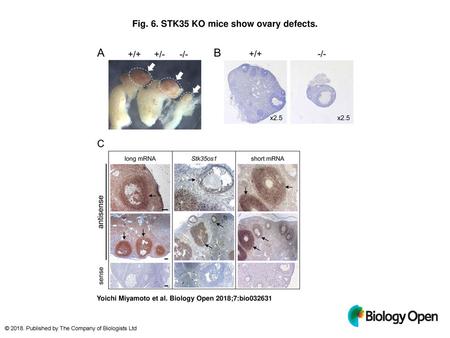 Fig. 6. STK35 KO mice show ovary defects.