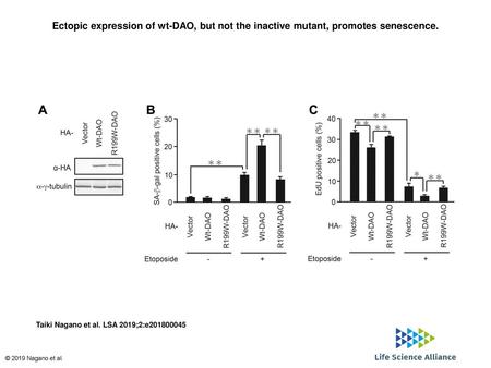 Ectopic expression of wt-DAO, but not the inactive mutant, promotes senescence. Ectopic expression of wt-DAO, but not the inactive mutant, promotes senescence.