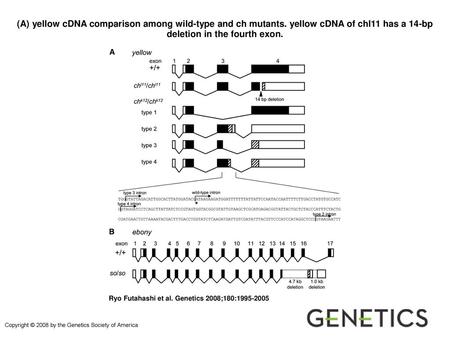 (A) yellow cDNA comparison among wild-type and ch mutants