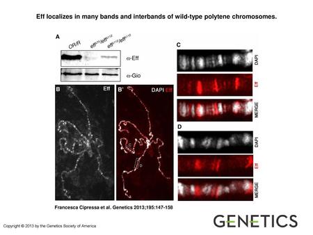 Eff localizes in many bands and interbands of wild-type polytene chromosomes. Eff localizes in many bands and interbands of wild-type polytene chromosomes.