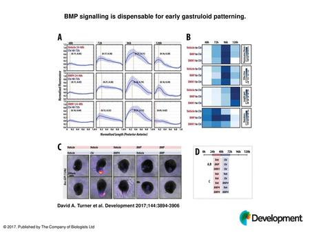 BMP signalling is dispensable for early gastruloid patterning.