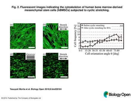 Fig. 2. Fluorescent images indicating the cytoskeleton of human bone marrow-derived mesenchymal stem cells (hBMSCs) subjected to cyclic stretching. Fluorescent.