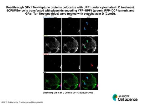 Readthrough GPx1 Ter–Neptune proteins colocalize with UPF1 under cytochalasin D treatment. 6CFSMEo- cells transfected with plasmids encoding YFP–UPF1 (green),