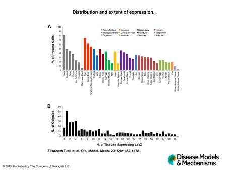 Distribution and extent of expression.