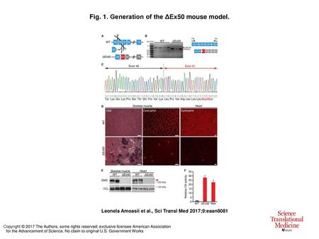 Fig. 1. Generation of the ΔEx50 mouse model.