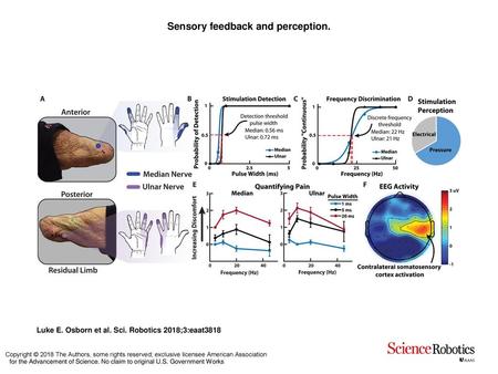 Sensory feedback and perception.