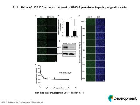 An inhibitor of HSP90β reduces the level of HNF4A protein in hepatic progenitor cells. An inhibitor of HSP90β reduces the level of HNF4A protein in hepatic.