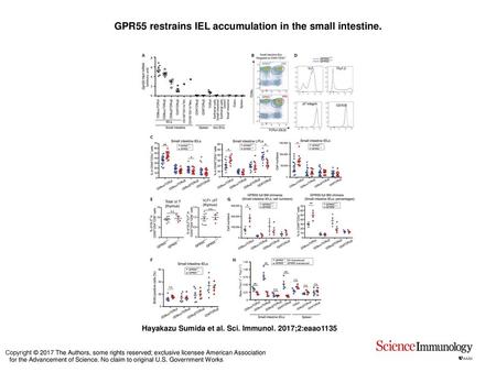 GPR55 restrains IEL accumulation in the small intestine.