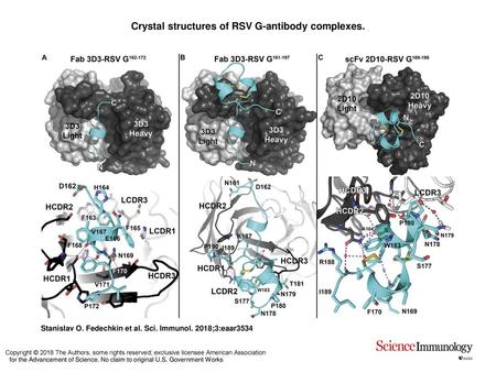 Crystal structures of RSV G-antibody complexes.