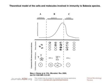 Theoretical model of the cells and molecules involved in immunity to Babesia species. Theoretical model of the cells and molecules involved in immunity.