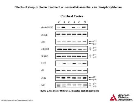 Effects of streptozotocin treatment on several kinases that can phosphorylate tau. Effects of streptozotocin treatment on several kinases that can phosphorylate.