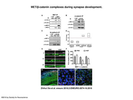 MET/β-catenin complexes during synapse development.