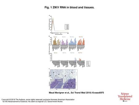 Fig. 1 ZIKV RNA in blood and tissues.