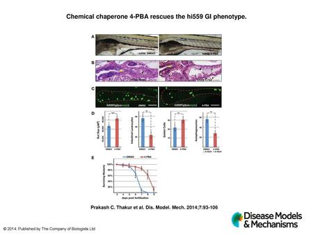 Chemical chaperone 4-PBA rescues the hi559 GI phenotype.