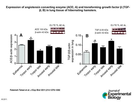 Expression of angiotensin converting enzyme (ACE; A) and transforming growth factor β (TGF-β; B) in lung tissue of hibernating hamsters. Expression of.