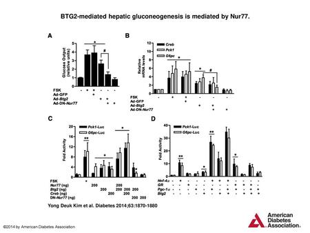 BTG2-mediated hepatic gluconeogenesis is mediated by Nur77.