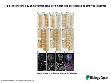 Fig. 8. The morphology of the ventral nerve cord in Ror-Myc overexpressing embryos is normal. The morphology of the ventral nerve cord in Ror-Myc overexpressing.