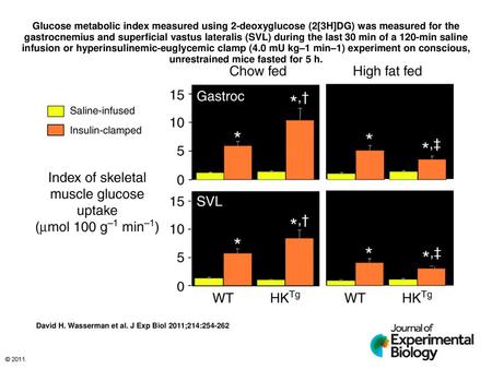 Glucose metabolic index measured using 2-deoxyglucose (2[3H]DG) was measured for the gastrocnemius and superficial vastus lateralis (SVL) during the last.