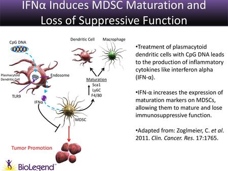 IFNα Induces MDSC Maturation and Loss of Suppressive Function