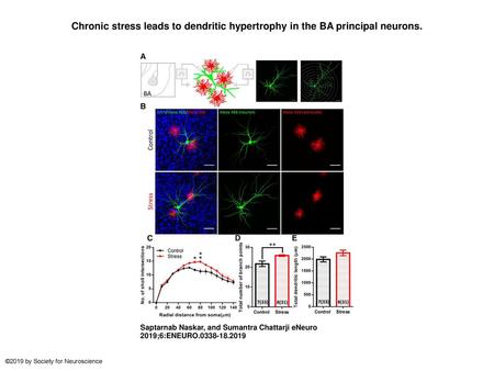 Chronic stress leads to dendritic hypertrophy in the BA principal neurons. Chronic stress leads to dendritic hypertrophy in the BA principal neurons. A,