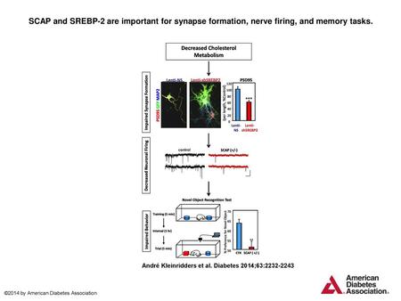 SCAP and SREBP-2 are important for synapse formation, nerve firing, and memory tasks. SCAP and SREBP-2 are important for synapse formation, nerve firing,