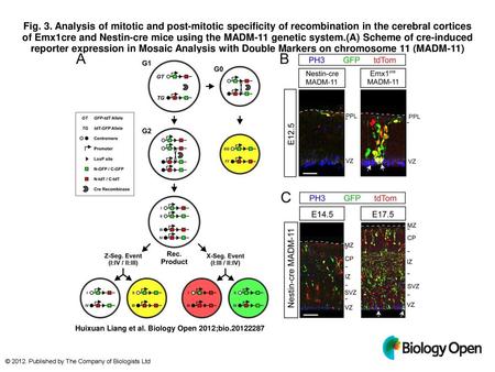 Fig. 3. Analysis of mitotic and post-mitotic specificity of recombination in the cerebral cortices of Emx1cre and Nestin-cre mice using the MADM-11 genetic.