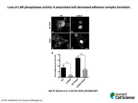 Loss of LAR phosphatase activity is associated with decreased adhesion complex formation. Loss of LAR phosphatase activity is associated with decreased.