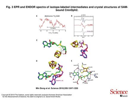 Fig. 3 EPR and ENDOR spectra of isotope-labeled intermediates and crystal structures of SAM-bound CmnDph2. EPR and ENDOR spectra of isotope-labeled intermediates.