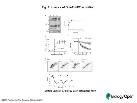 Fig. 2. Kinetics of OptoEphB2 activation.