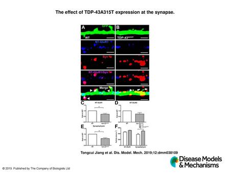 The effect of TDP-43A315T expression at the synapse.