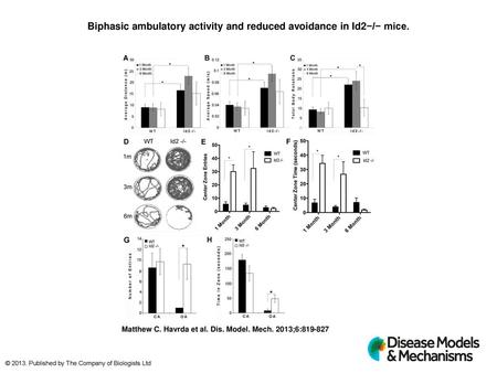 Biphasic ambulatory activity and reduced avoidance in Id2−/− mice.