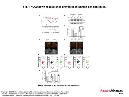 Fig. 1 KCC2 down-regulation is prevented in sortilin-deficient mice.