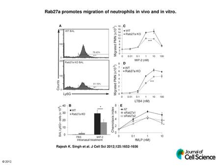 Rab27a promotes migration of neutrophils in vivo and in vitro.