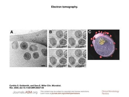 Electron tomography. Electron tomography. (A) Simian immunodeficiency virus viewed frozen hydrated and unstained in a cryo 300-kV transmission electron.