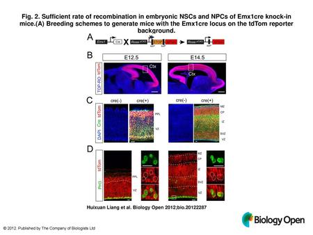 Fig. 2. Sufficient rate of recombination in embryonic NSCs and NPCs of Emx1cre knock-in mice.(A) Breeding schemes to generate mice with the Emx1cre locus.